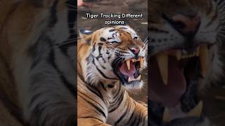 Tiger tracking:A Day in the Wild #wildlife #wildlifecomedy #wildlifefun #tiger #wildlifefamily