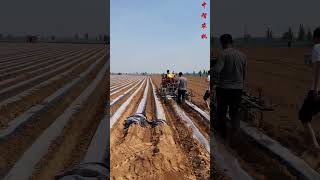 Supports customized ridge surface row spacing#vegetable #support#farming #ytshort#agriculture#0107