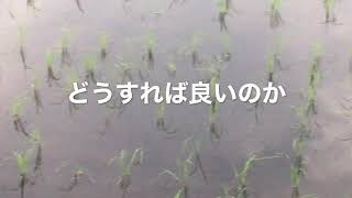 2020/6/18。楽農稲作。疎植やへの字稲作でドロドロの中、稲刈りをしている人多くないですか？干すタイミングはいつ？