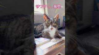 サンタくんを探せっ😆#猫#保護猫#サンタくん