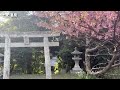 4k【伊豆観光】2023年最新 伊豆の河津桜の絶景3選 ☆ 河津桜まつり みなみの桜と菜の花まつり 土肥桜まつり