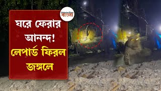 ঘরে ফেরার আনন্দ! খাঁচা খুলতেই লেপার্ডের ঝপ করে লাফ ট্রাক থেকে, জঙ্গলে ফিরল বনের পশু