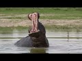 amazing scene of wild animals in 4k scenic relaxation film