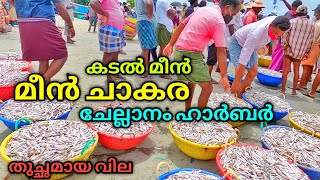 കടൽ മീൻ ചാകര ചാള അയല കൊഴുവ Chellanam Fishing Harbour Malayalam Fishing Vlog