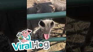 Donkey Excited About Owner's Return || ViralHog