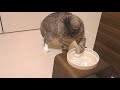 猫ズと水に浮かんだ氷。チョンチョンと出す手が可愛い【猫 かわいい】