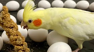 Cockatiel Gets Challenged