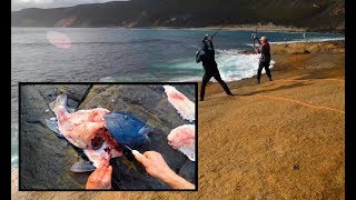 Western Blue Groper catch n cook Ep19