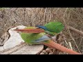 parrot sound 1 hour green cheek conure morning bird song two beautiful colored parrots sing loudly