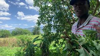 PARADISE IN JAMAICA, JGL GETS LAND FOR FARMERS | EP628 | JAMAICA GOOD LIFE 🇯🇲