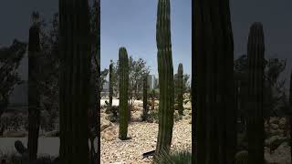 #dubai  has a brand-new Cactus Park 🌵and it’s FREE to visit! ✨ #dxblife