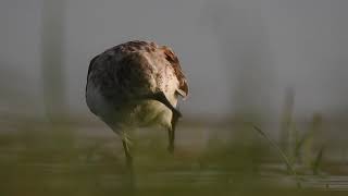 Little Stint