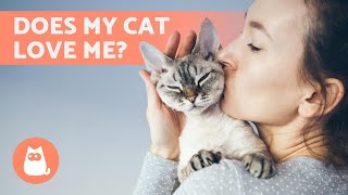 10 SIGNS Your CAT LOVES you 🐱❤️