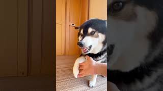 唸る柴犬の日常