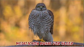 bird sounds Relaxation ~ Nature sounds music for Meditation ~ Birds chirping. birds singing.Relaxing