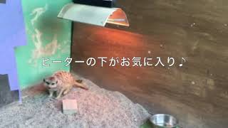 お城の動物園だより 〜 寒さ対策(ニュース和歌山221112)