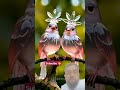 So amizaing bird's looks see beautyofnature#youtubeshortsvideo#birds#birdfood#foryou#khail#