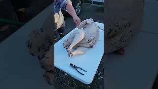end result of culling day