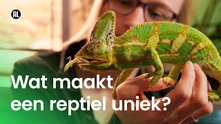 Wat maakt een reptiel uniek?