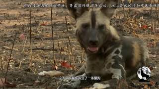 鬣狗惨遭同伴撕咬，雄狮驾到“再补一刀”，镜头记录全过程