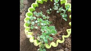 My 10 types of  hanging plants/ പത്ത്  തരം  തൂക്കു ചെടികൾ