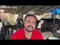 10 കുട്ടികളും പെണ്ണ് യുവ കർഷകന്റെ അനുഭവം cow farming kerala malayalam