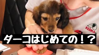 【子犬】ダーコをお迎えに！【ミニチュアダックスフンド】【Dachshund】Daako Vlog #2