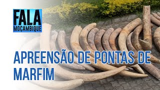 SERNIC APREENDE PONTAS DE MARFIM, 24/01/2022