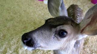 Luana the Mule Deer Fawn