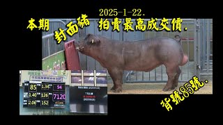 中央畜產會種豬性能檢定站2025/1/22第 202407期種豬拍賣.地點:新化. #pig. chăn nuôi lợn.หมูพันธุ์.cochon d'élevage.#種豬.