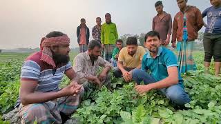 ব্র্যাক - ডায়মন্ড আলু উচ্চ ফলনশীল একটি জাত