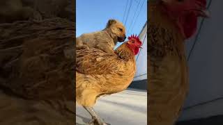 dog and cock cute moments | shorts | tik tok zee lk