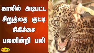 காலில் அடிபட்ட சிறுத்தை குட்டி சிகிச்சை பலனின்றி பலி | Dindigul Cheetah Death | Leopard Death