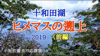 十和田湖ヒメマスの遡上2019(前編) 【小坂町観光PR応援隊】