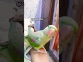 Masti khor mahi🦜#comedy #cute #talkingparrot #totapanti #trandingshorts#ytshorts#pablo family