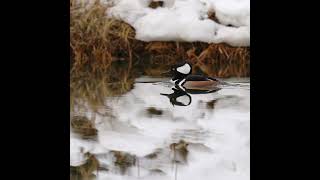 Hooded Merganser Drake