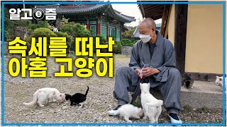 사찰에서 스님과 불공드리는 9마리의 고양이! 각자 사연을 가지고 속세를 떠나 절에서 살지만, 사고를 치는 탓에 스님의 번뇌를 일으키는 고양이들의 이야기│고양이를 부탁해│알고e즘