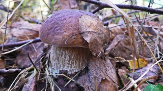 Нашли Белые грибы, а пошли за подберёзовиками!👍🍄 Тихая Охота 2018