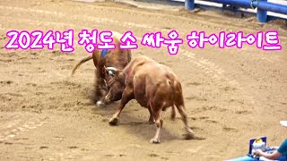 2024년 청도 소힘겨루기 하이라이트   #청도소싸움 #소싸움 #청도가볼만한곳