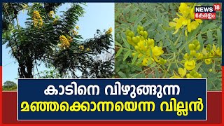 World Environment Day 2023| കാടിനെ വിഴുങ്ങുന്ന മഞ്ഞക്കൊന്നയെന്ന വില്ലൻ; പ്രതിരോധ വഴിതേടി വനം വകുപ്പ്