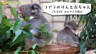 【東山動植物園公式】コアラのりんと赤ちゃん（2024.8.5撮影）《 コアラ 》