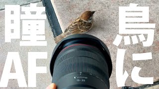 Canon EOS R5 野鳥の瞳AFすごいぞ！スズメを被写体検出して全身から小さな目までバッチリとAFフレームが追い続ける大勝利！ただし撮影自体には失敗＝敗北（笑）