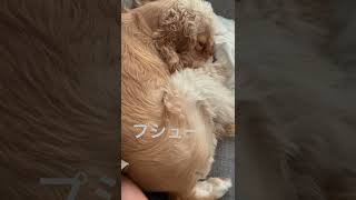 寝言で怒りをぶち撒ける犬【アメコカ】#shorts