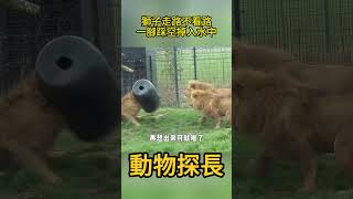 獅子走路不看路，一腳踩空掉入水中，把一旁的雄獅給看懵了 #動物世界 #獅子