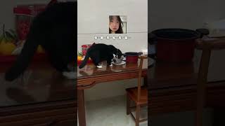 就吃就吃 猫：这人有病吧 猫咪：已老实求放过