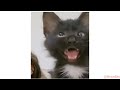 cross eyed cat meme viral cat saying huh meme 😺new black kitten meme 😂cat haan meme orginal video