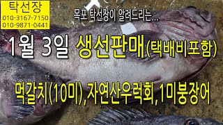 1월 3일, 먹갈치(10미), 자연산 우럭회, 1미 붕장어, 맛있게 드시고 건강한 주말 보내세요. (탁선장 목포 남도농수산 010 3167 7150. 010 9871 0441)