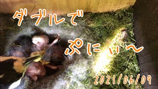 【ヤマガラ】【山雀】モリモリ食べて元気にぷにぃ〜　Varied tit