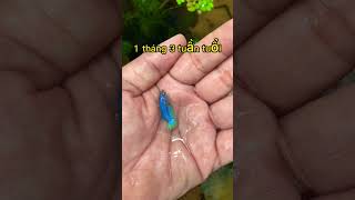 Quá trình phát triển của cá betta như thế nào ? Nhớ xem hết Video #betta #bettashop #traicabetta