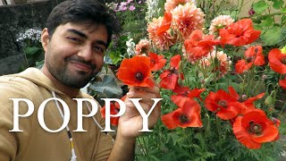 Poppy Flower | Poppy Plant Care | How To Grow Poppies | পপি ফুল , पॉपी फूल